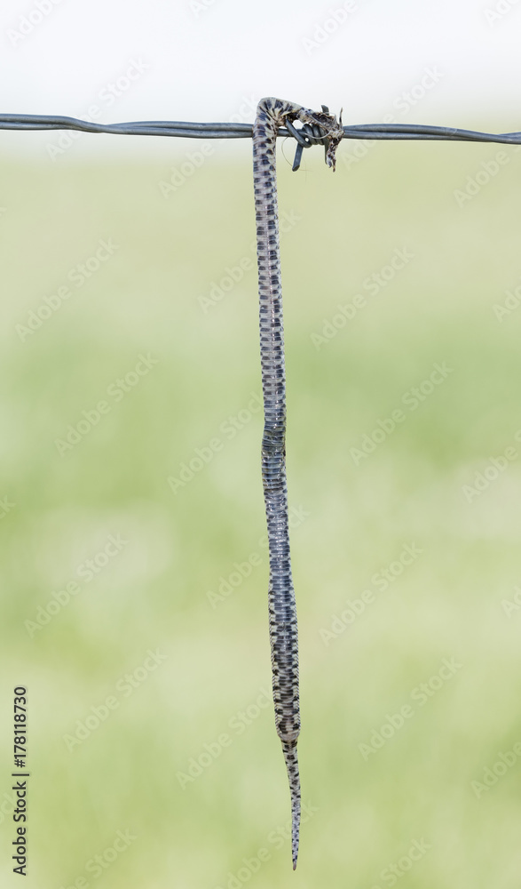 Hognose Snake (colubrid ) Impaled on Barbed Wire by a Loggerhead Shrike in  Rural Eastern Colorado Stock Photo | Adobe Stock