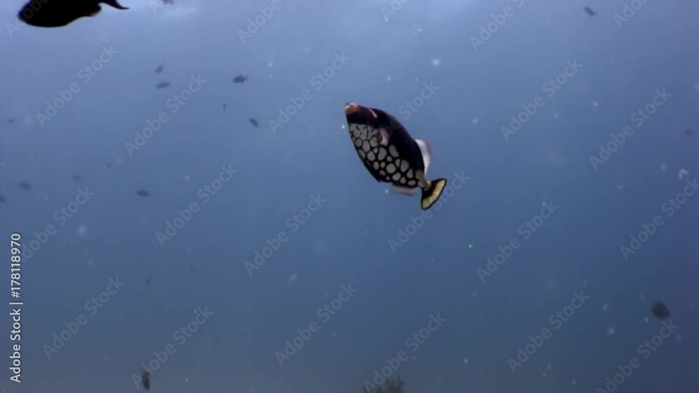 Triggerfish black with spotted belly unicorn fish underwater in Maldives. Unique very nice video. Relax diving. Natural aquarium of sea and ocean. Inhabitants in search of food.