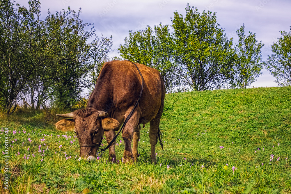 Cow grazing