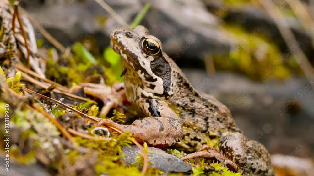 view to European common brown frog Rana temporaria close up view to European common brown frog Rana temporaria close up