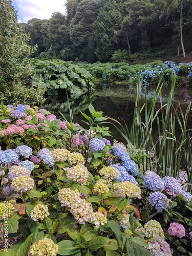 Hydrangea growing around a pond