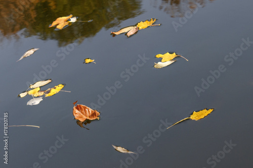 floating on the river foliage from the shore, close up © Nikolay