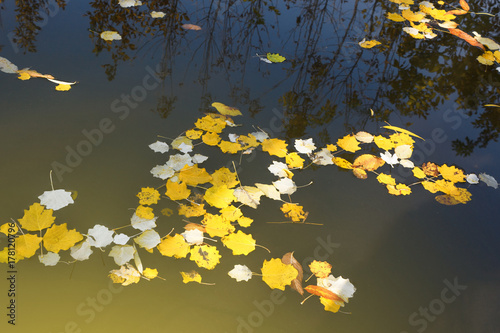 leaves on the surface of water in a dark river   14 5000 v svete solntsa in the light of the sun