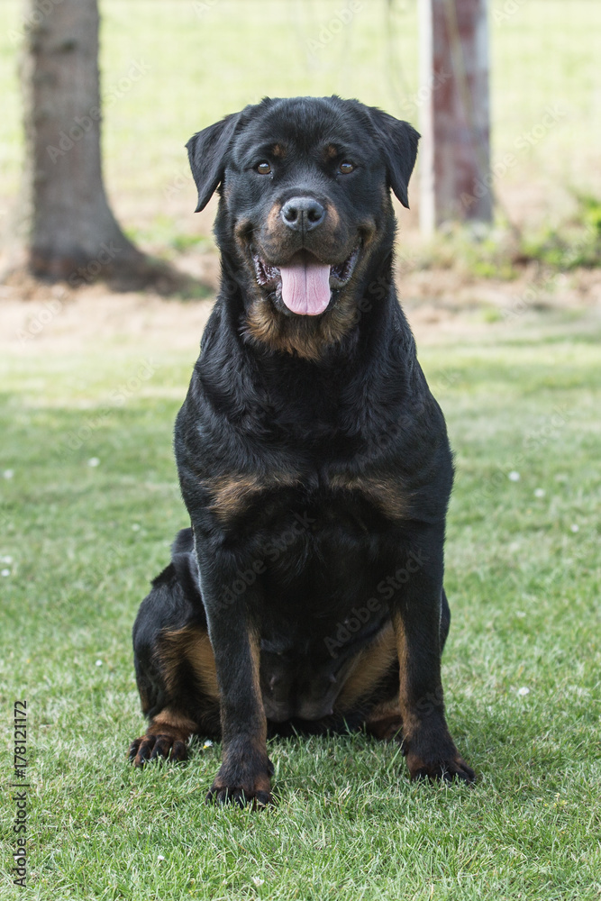 Obraz premium rottweiler