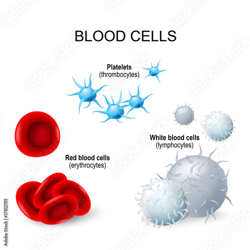 Blood cells: platelets, white blood cells and red blood cells photo
