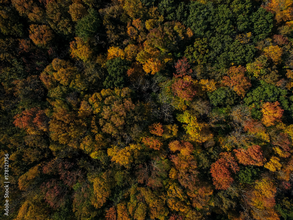 Aerial of Forest in Fall Aerial of Forest in Fall