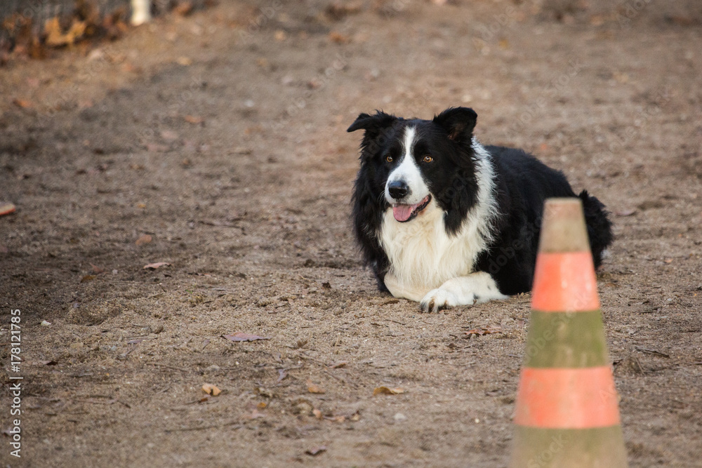 border collie border collie