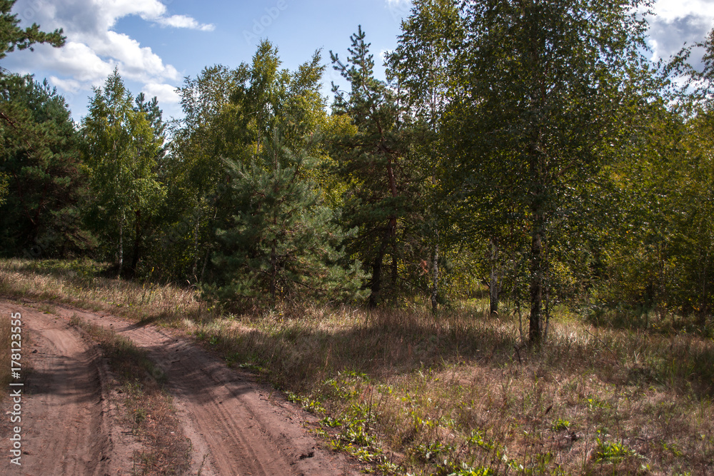 Autumn landscape. Forest road on a sunny day. Autumn landscape. Forest road on a sunny day.