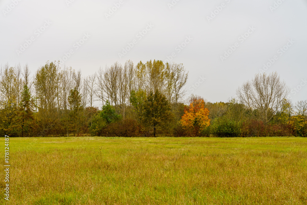 Obraz premium autumn trees