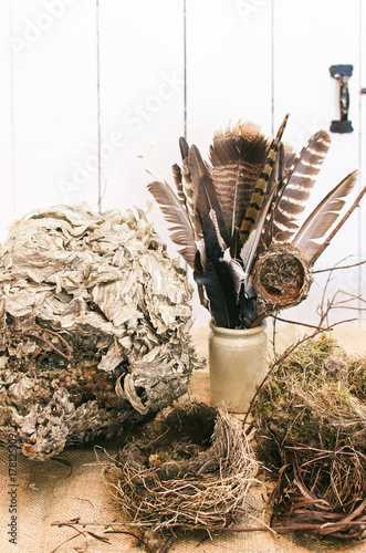 a collection of natural artifacts including nests and feathers photo