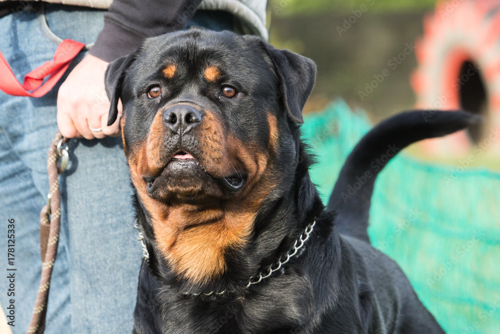 Obraz premium rottweiler