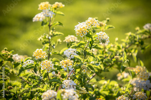 Little White flowers on a bush close up