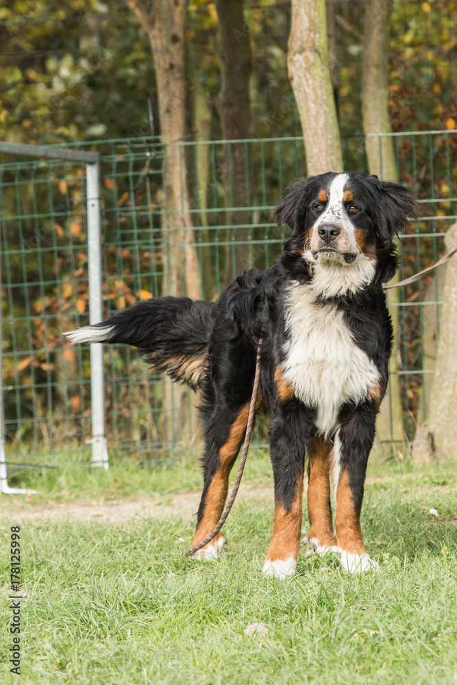 Bernese Mountain Dog