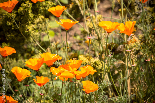 Colorful flowers on sunny day.