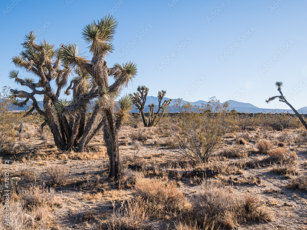 Southern California Landscape - desert with Joshua Trees in foreground and distant mountains on horizon, low sun trowing longshadows