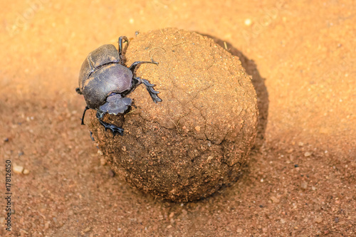 Ball of excrement rolled by dung beetle on the sand ground in the Serengeti National Park, Tanzania in Africa.