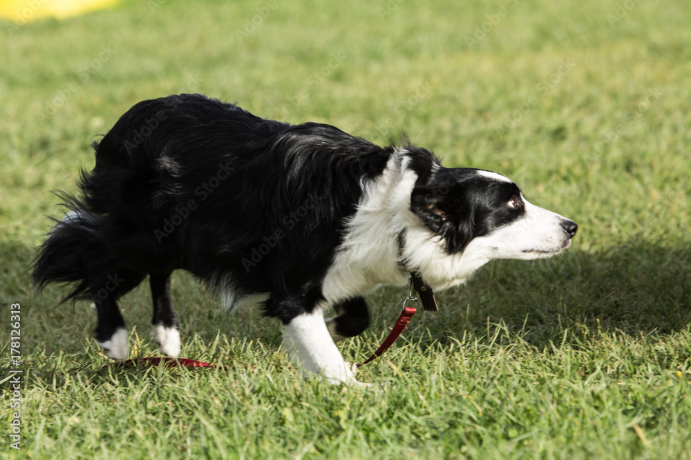 border collie