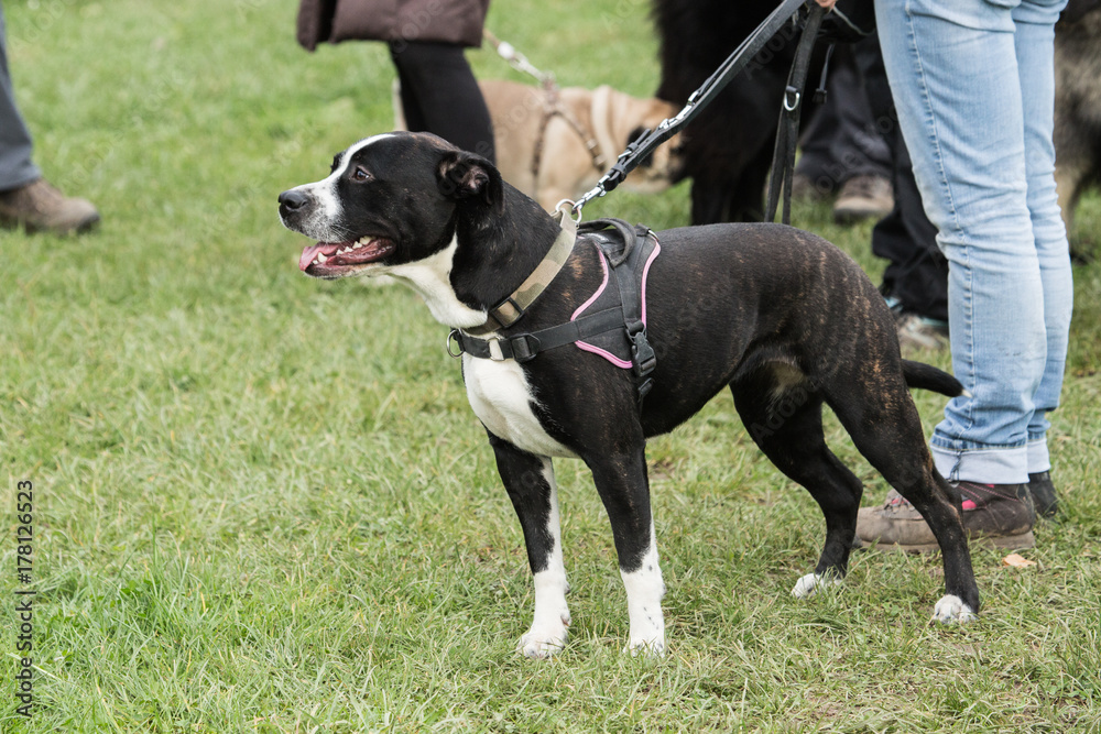  American Staffordshire Terrier