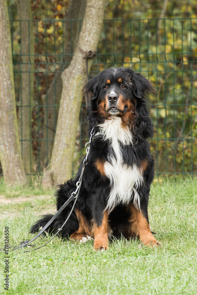 Bernese Mountain Dog