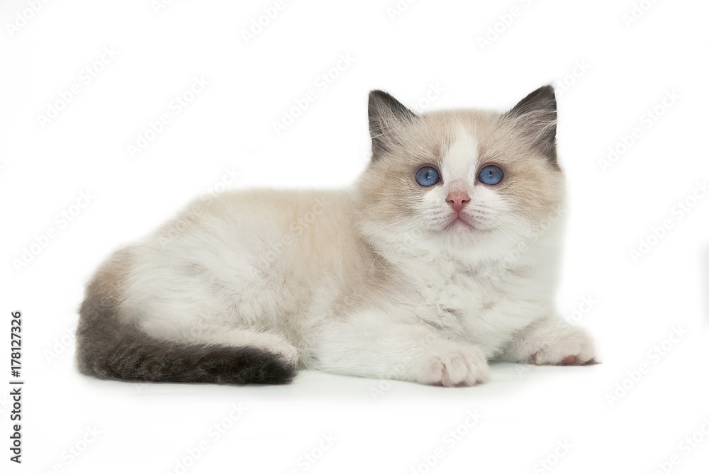 Fototapeta premium Rag doll kitten on a white background.