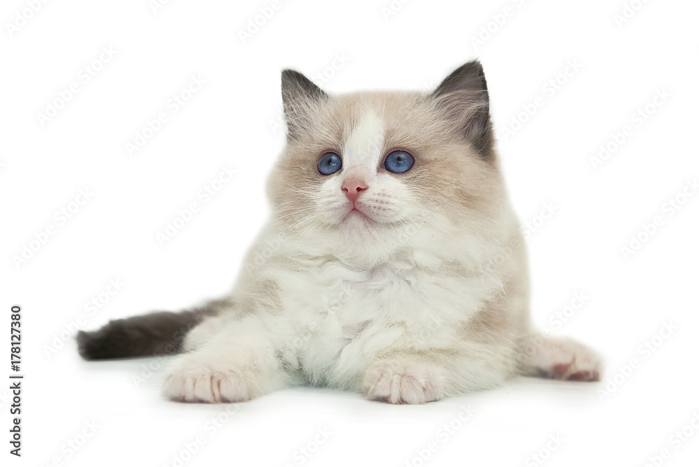 Rag doll kitten on a white background.