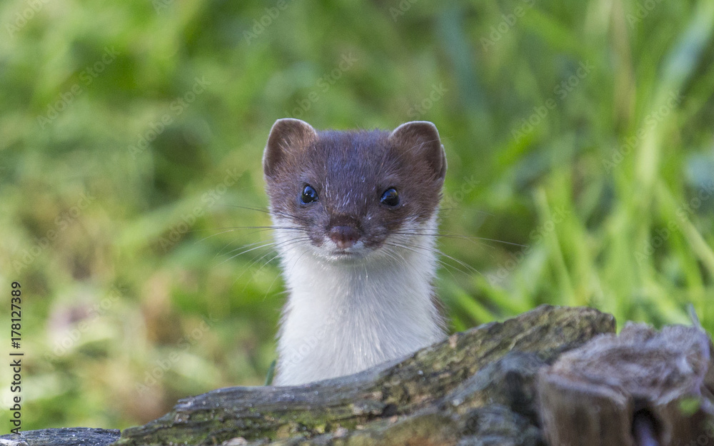 Curious weasel looks out from behind a rock