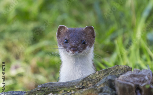 Curious weasel looks out from behind a rock photo
