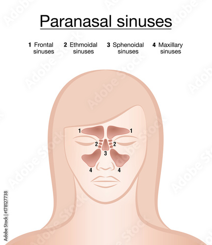 Paranasal sinuses - female face. Frontal, ethmoidal, sphenoidal and maxillary sinuses. Isolated vector illustration on white background.