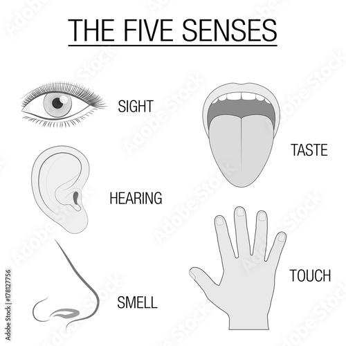 Eye, ear, tongue, nose and hand - five senses chart with sensory organs and appropriate designation sight, hearing, taste, smell and touch - schematic isolated vector illustration on white background.