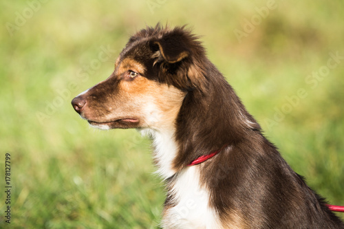 border collie photo