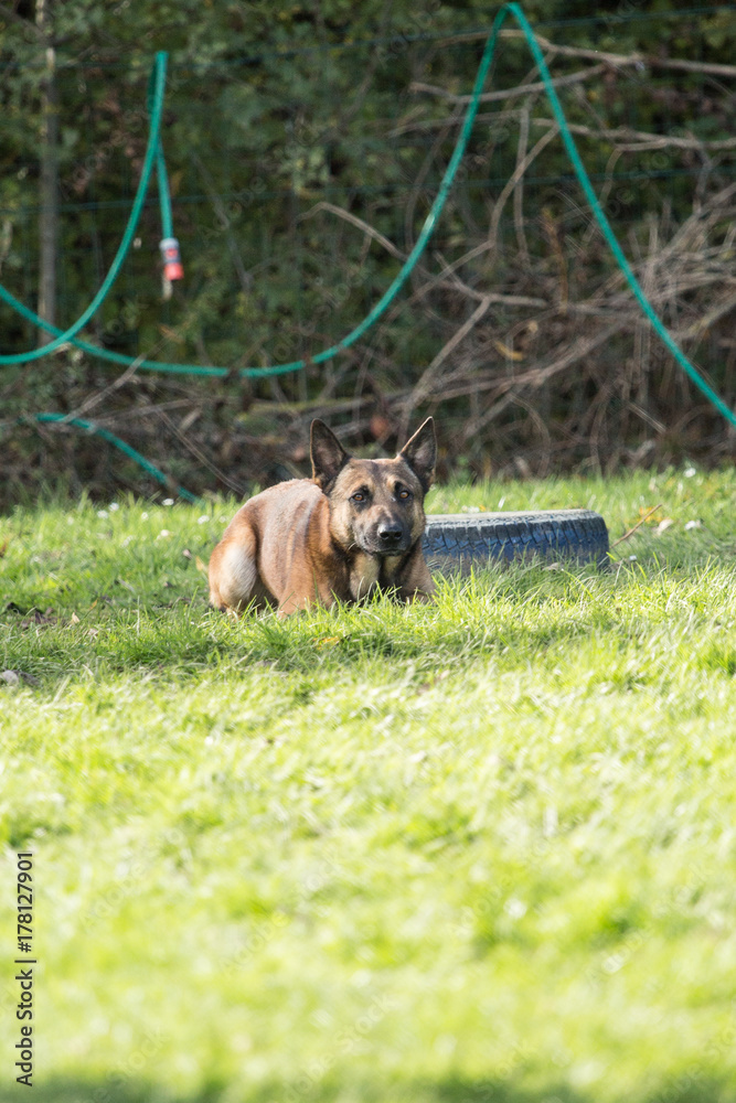 tervuren