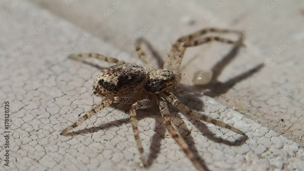 Brown spider cleaning one of its legs