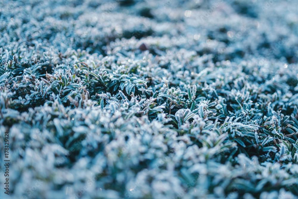 Macro detail of the frozen plants in the garden in the cold fall morning Macro detail of the frozen plants in the garden in the cold fall morning