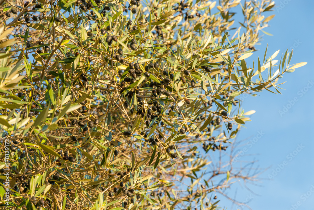 ripe wild olives in the olive tree ripe wild olives in the olive tree