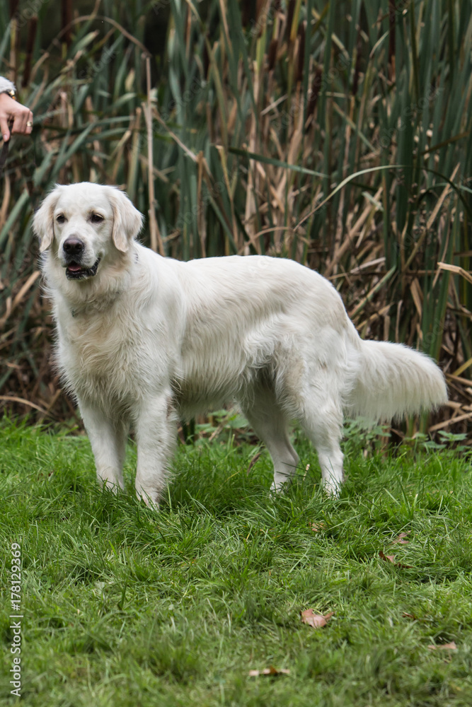 golden retrievers golden retrievers