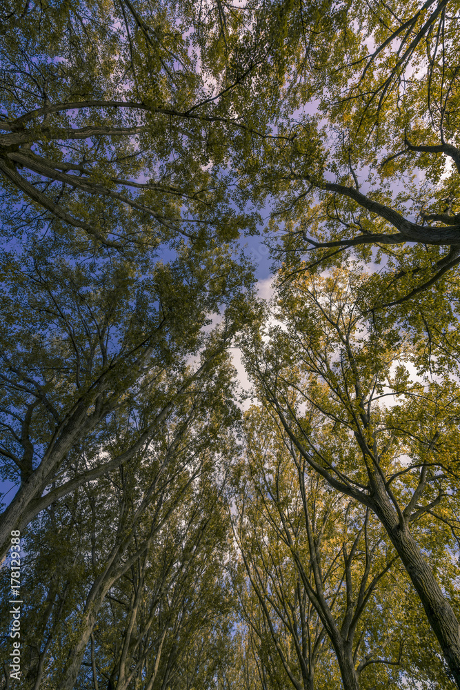 Fototapeta premium Trees in the sky 2