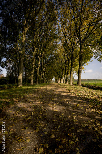 Leaves on the ground 3