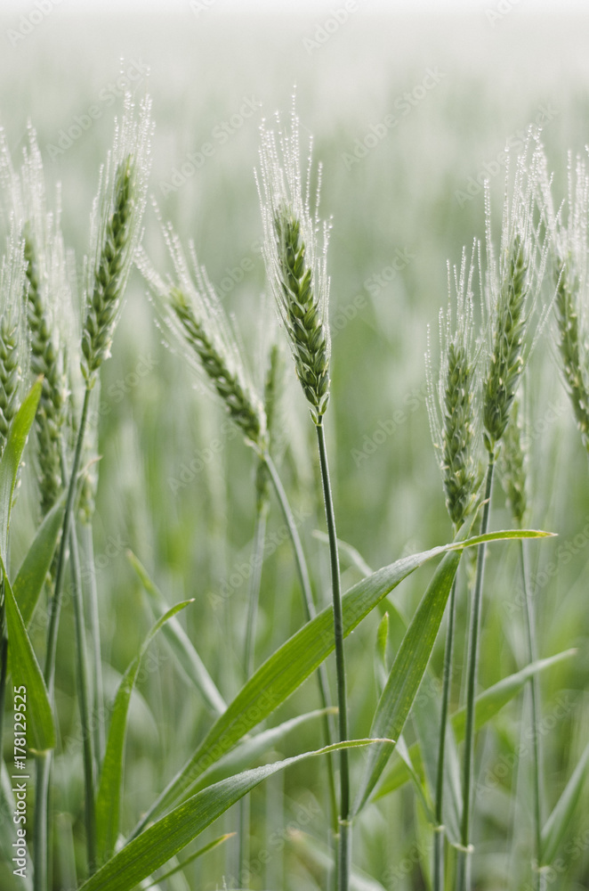 Damp Green Heads of Wheat Standing Tall in the Mist Damp Green Heads of Wheat Standing Tall in the Mist