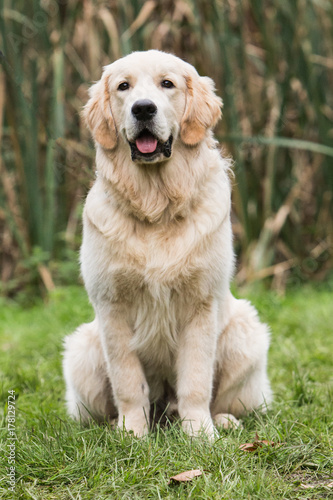 golden retrievers