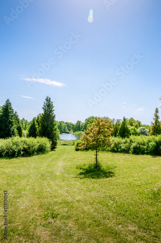 A grassy path to the lake around a small tree.