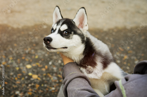beautiful Siberian hussy puppy with colorful eyes puts his head in the hands of the owner