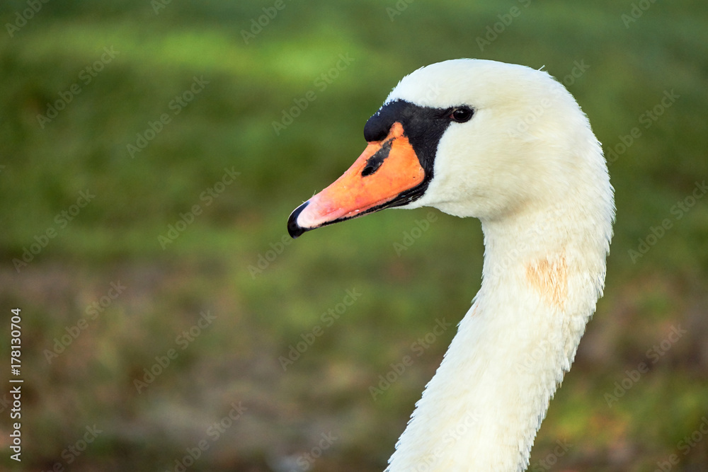 Portrait of a white swan floating on the lake in Poland. Portrait of a white swan floating on the lake in Poland.