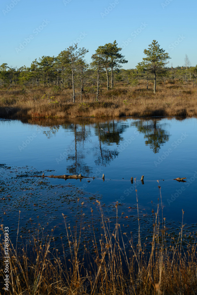 Swamps wetland landscape in Kemeri national park. Dwarf pines and reflection in water