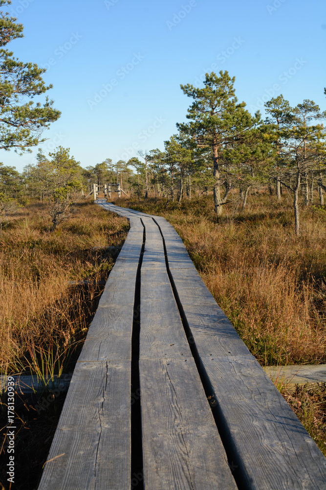 Swamps wetland landscape in Kemeri national park. Wooden path for tourists. Swamps wetland landscape in Kemeri national park. Wooden path for tourists.