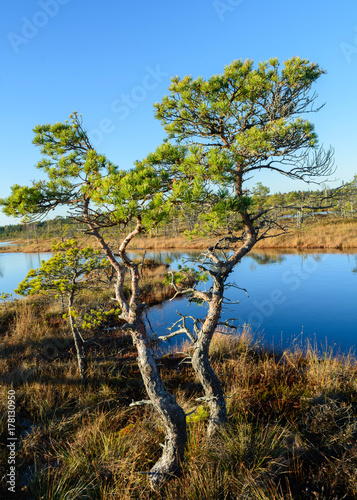 Swamps wetland landscape in Kemeri national park. Dwarf pine.