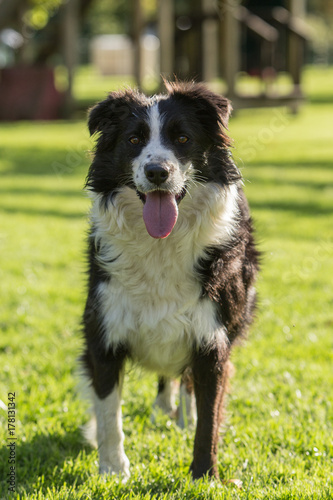 border collie