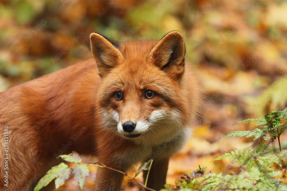 Fox in the autumn forest