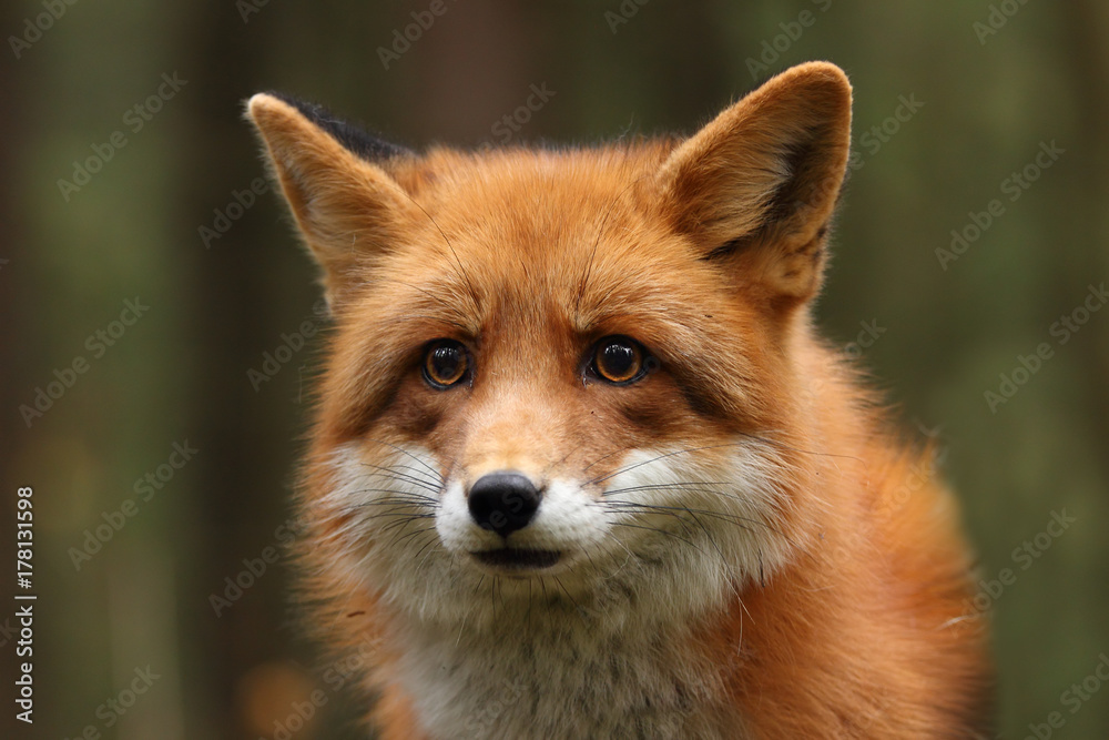 Fototapeta premium Lis w lesie jesienią