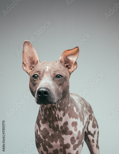 suspicious hairless terrier
