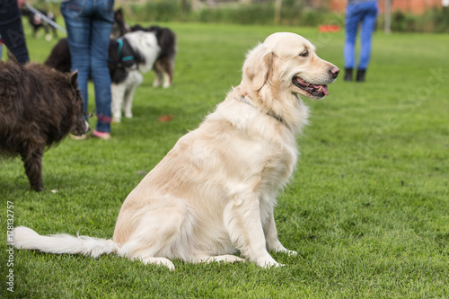 golden retrievers